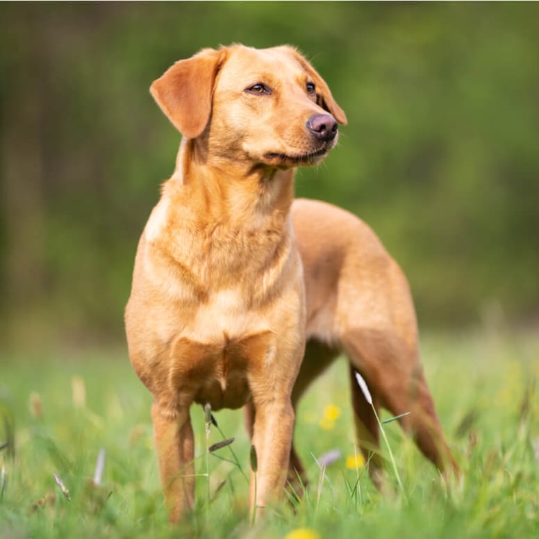 Labrador Arbeitslinie und Labrador Showlinie im Vergleich